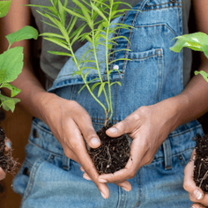 Order Native PLant Kits