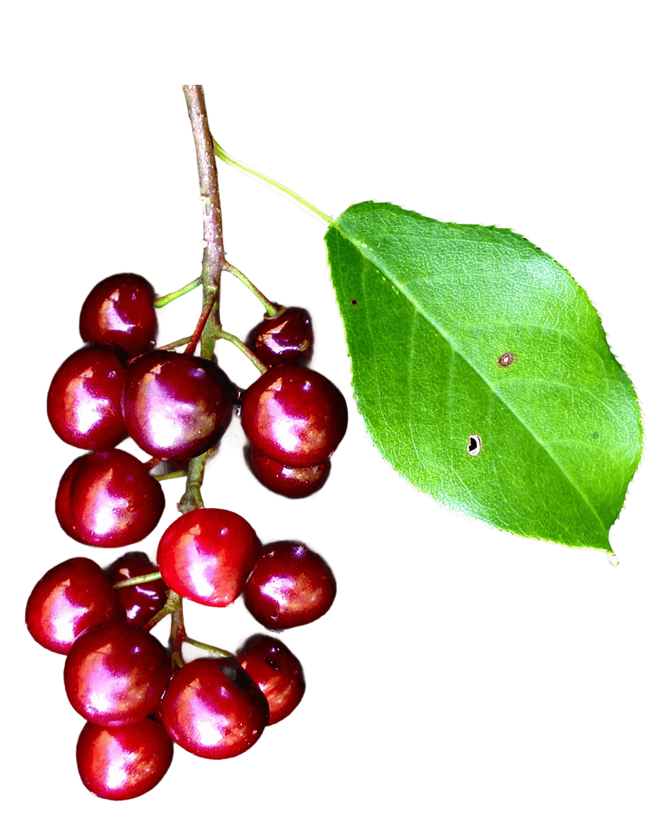 c168c4c9445360fc0e7b8b0d4d077d5e7d137a61 (1)