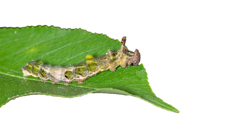 RedSpottedPurpleCaterpillar