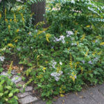 Photo from Vicki B. | Minneapolis, MN. 
Includes Solomon's Seal (Polygonatum biflorum), Heart-leaved Aster (Symphyotrichum cordifolium), Zig Zag Goldenrod (Solidago flexicaulis) under a Pin Oak.