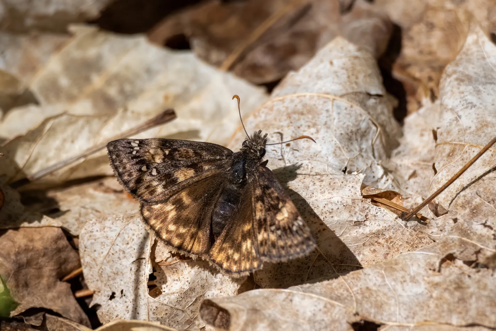 Soft Landings Moth Richard Bennett Speedway, IN