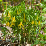 Bellwort (Uvularia grandiflora)