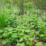 Bishop's Cap (Mitella diphylla)
