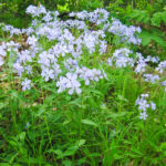 Wild Blue Phlox (Phlox divaricata)