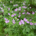 Wild Geranium (Geranium maculatum)