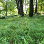 pollinatorsnativeplants.com/softlandings