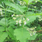 Poke Milkweed (Asclepias exaltata)