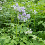 Virginia Waterleaf (Hydrophyllum virginianum)