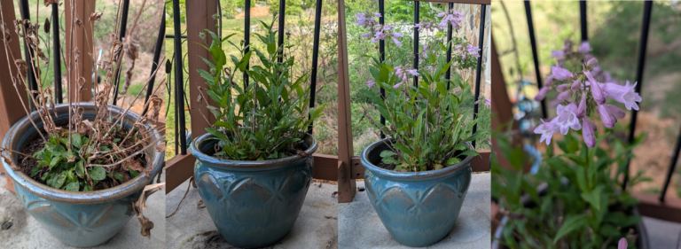 native-plant -container gardening-Calico-beardtongue-(Penstemon-calycosus)