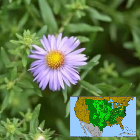Aromatic Aster Symphyotrichum oblongifolium
