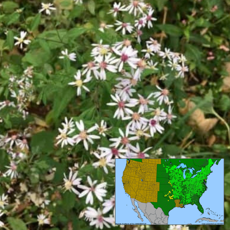 Blue Wood Aster Symphyotrichum cordifolium