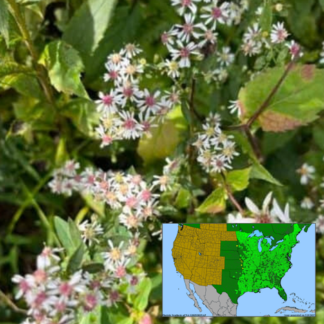 Calico Aster Symphyotrichum lateriflorum