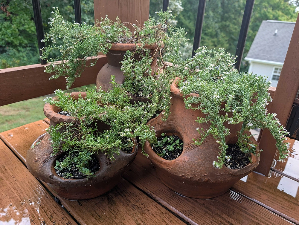 Container Garden White Heath Aster Krista De Cooke Knoxville Tennessee