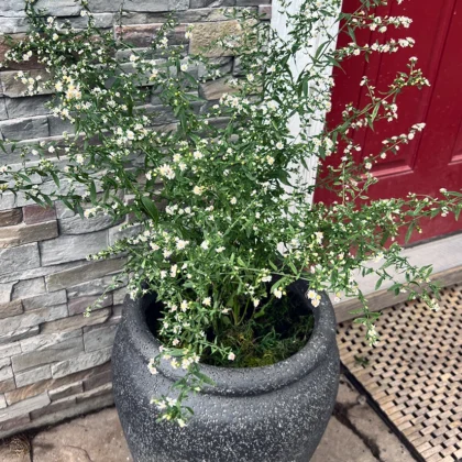 Container Garden with Calico Aster Grant Jensen Afton MN