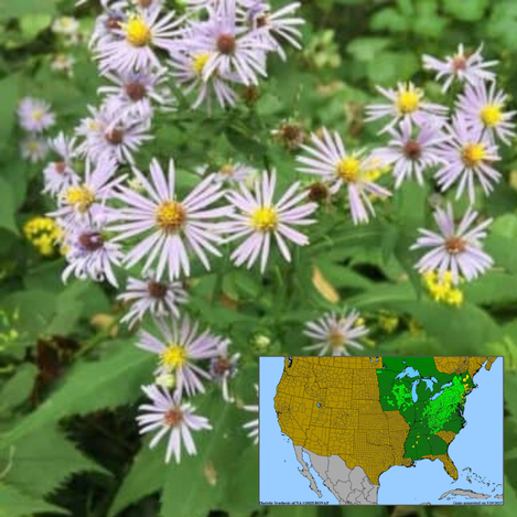 Crooked Aster Symphyotrichum prenanthoides