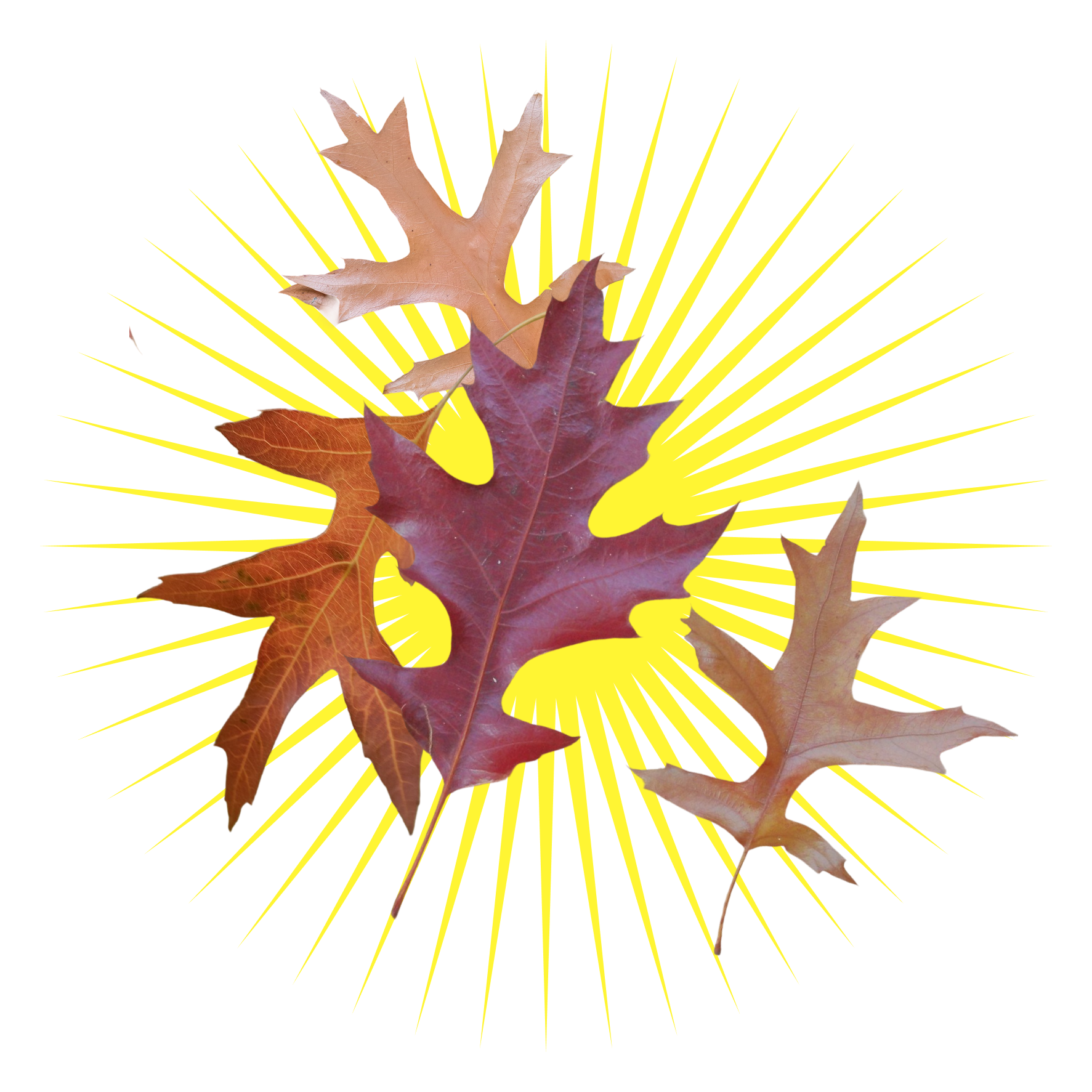Leave the Leaves Card