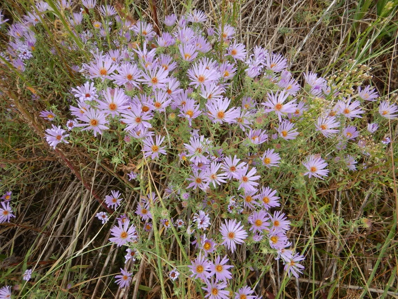 My Home Park Aromatic Asters