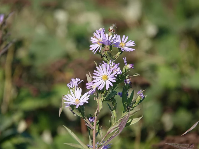 My Home Park california_aster_01