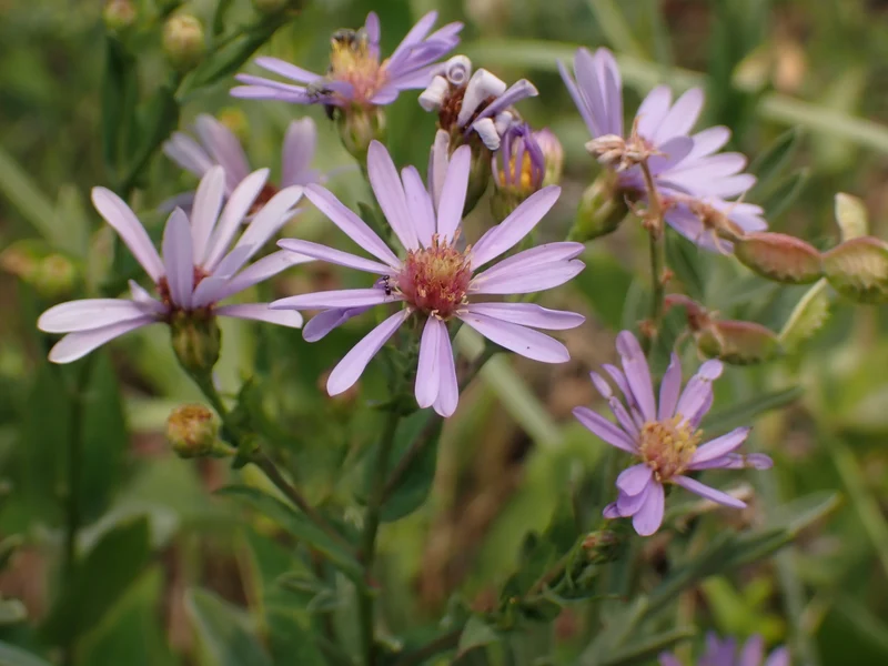 My Home Park smooth_blue_aster_01