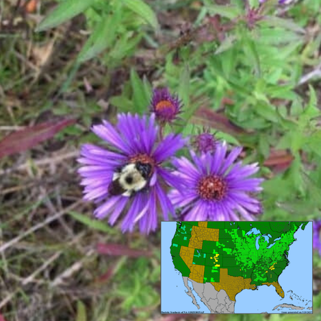 New England Aster Symphyotrichum novae-angliae