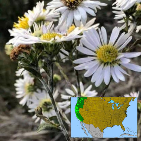 Pacific Aster Symphyotrichum chilense