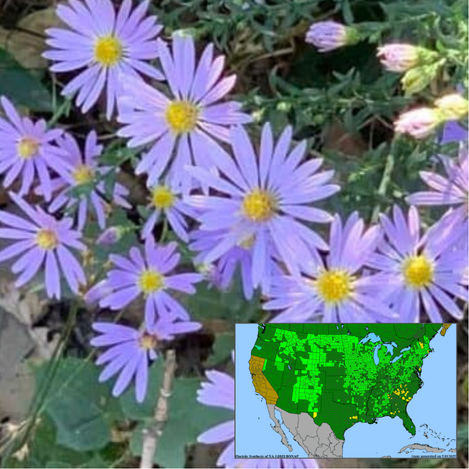 Smooth Aster Symphyotrichum-laeve