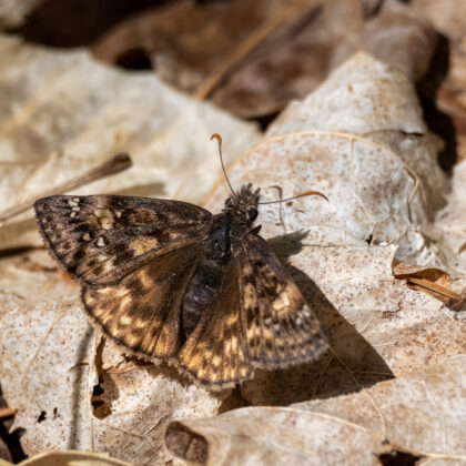 Soft Landings Moth Richard Bennett Speedway, IN