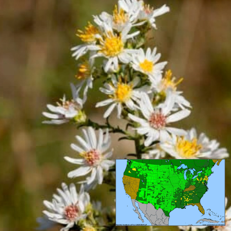 White Heath Aster Symphyotrichum ericoides