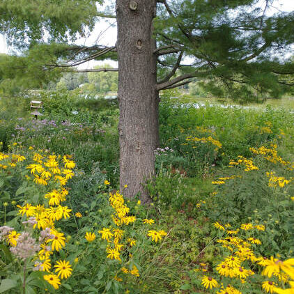 Photo from Diane Stauner | New Hope, MN. 
Includes Sweet Black-eyed Susan (Rudbeckia subtomentosa), Joe Pye Weed (Eutrochium maculatum), Bee Balm (Monarda fistulosa) under a White Pine.