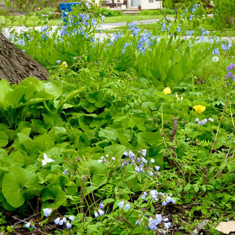 Photo from Linda McCaughey. 
Includes Celandine Poppy (Stylophorum diphyllum), Virginia Bluebells (Mertensia virginica), Wild Ginger (Asarum canadense) under a Northern Red Oak.