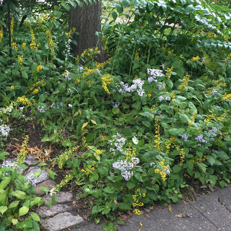 Photo from Vicki B. | Minneapolis, MN. 
Includes Solomon's Seal (Polygonatum biflorum), Heart-leaved Aster (Symphyotrichum cordifolium), Zig Zag Goldenrod (Solidago flexicaulis) under a Pin Oak.