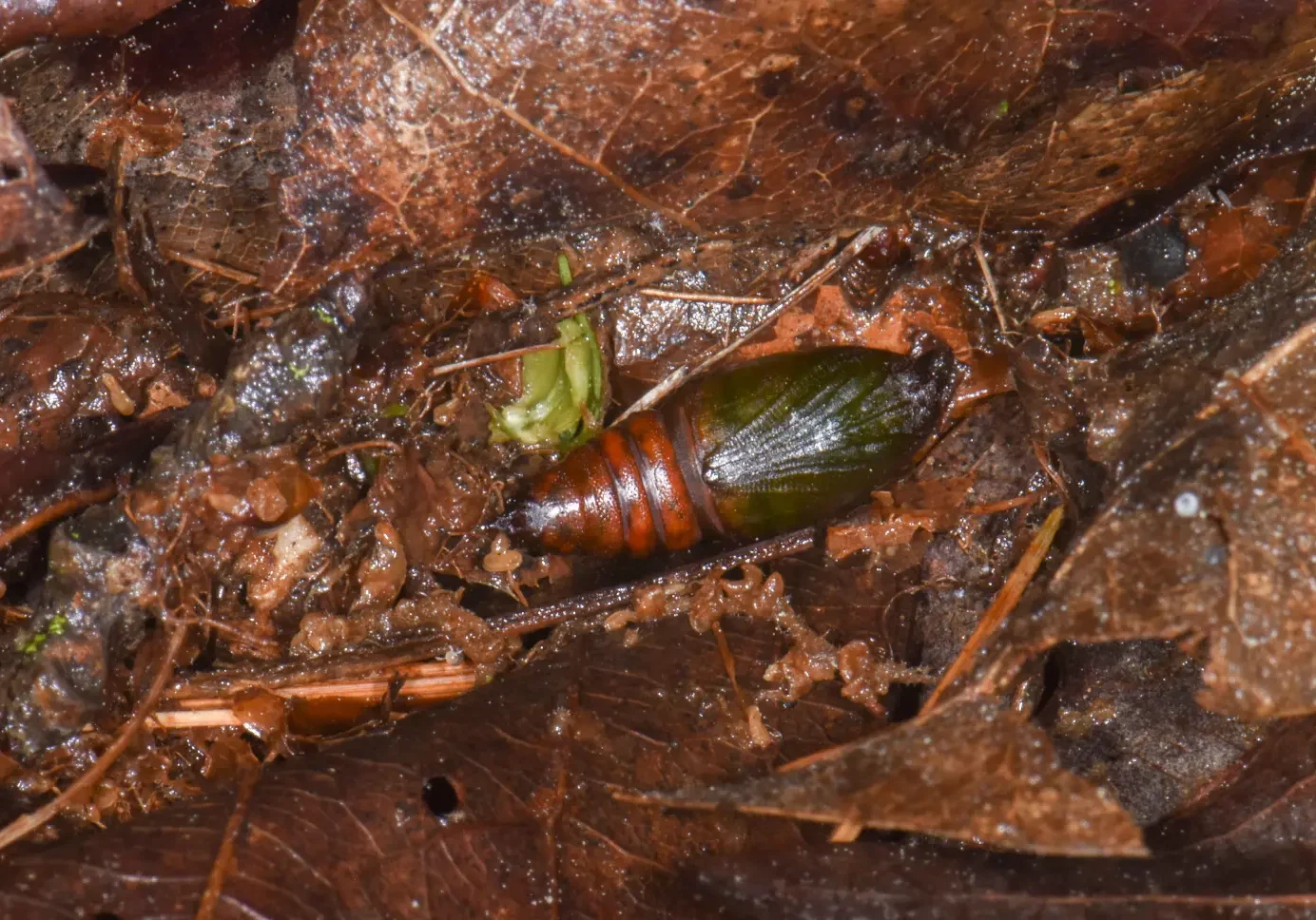 Soft_Landing_cocoon_from_Doug_Tallamy_lg