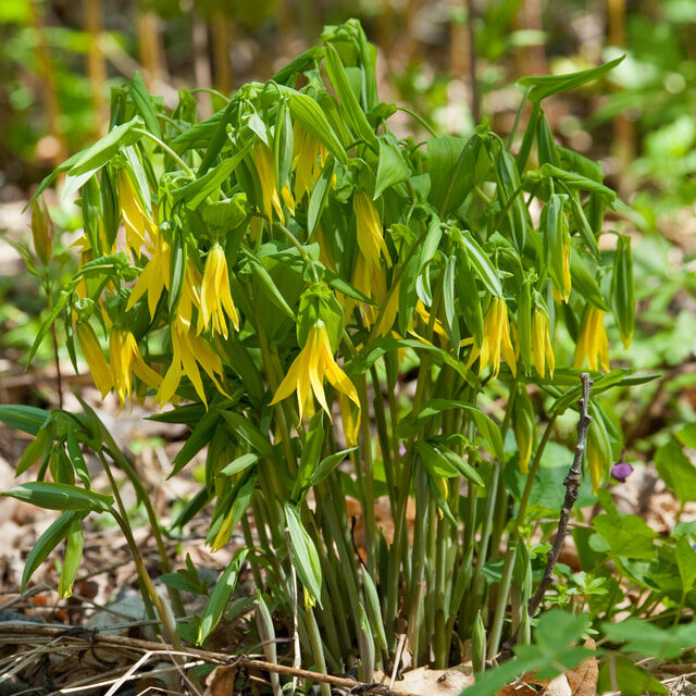 Bellwort (Uvularia grandiflora)