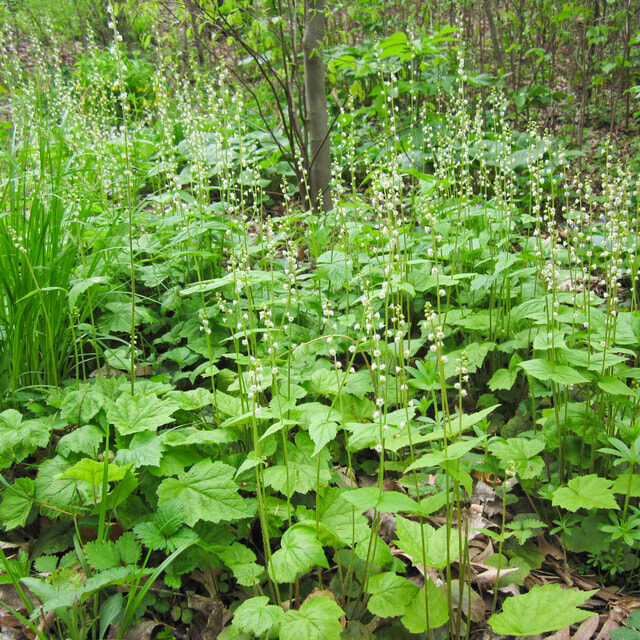 Bishop's Cap (Mitella diphylla)