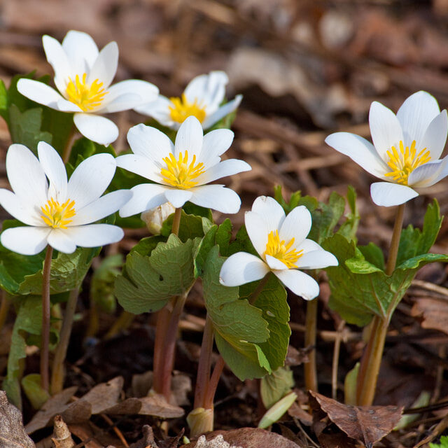Bloodroot (Sanguinaria canadensis)