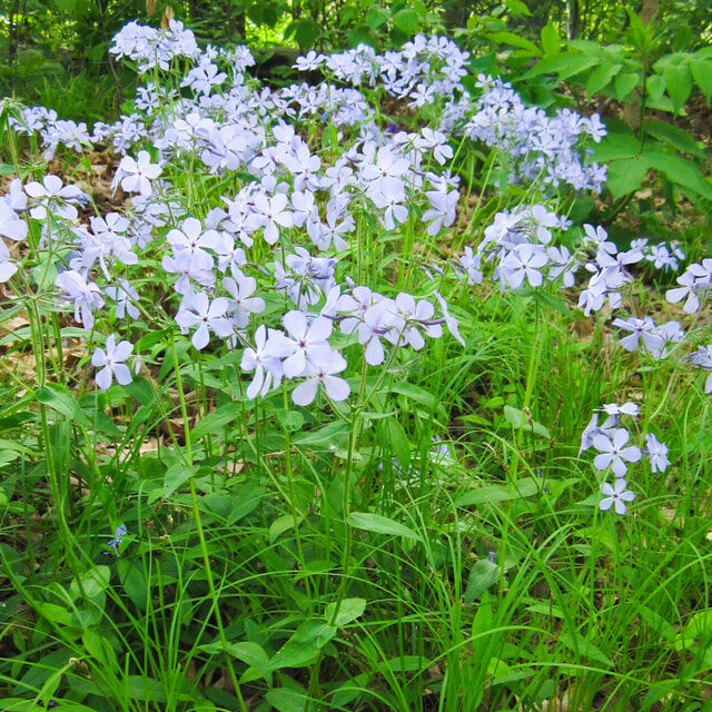 Wild Blue Phlox (Phlox divaricata)