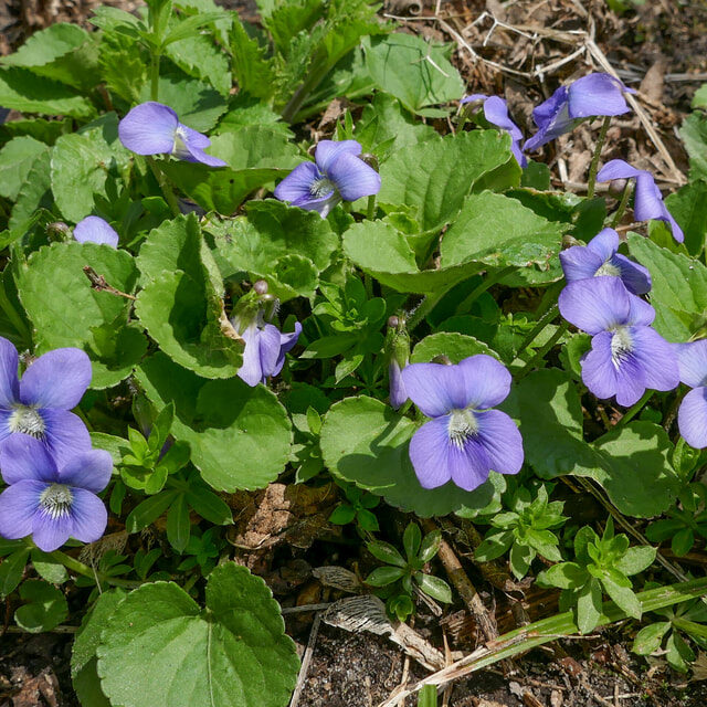 Common Blue Violet (Viola sororia)