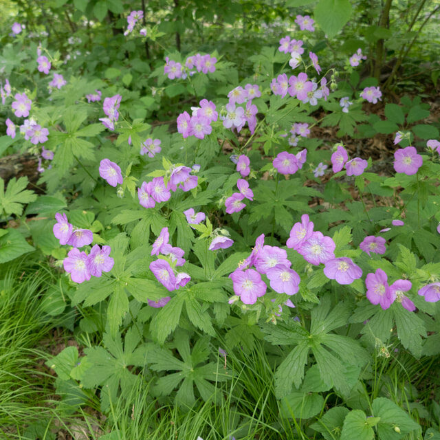 Wild Geranium (Geranium maculatum)