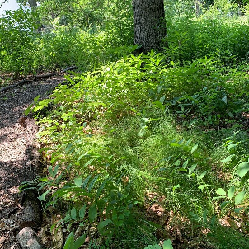 Photo from pollinatorsnativeplants.com.
Includes Pennsylvania Sedge (Carex pensylvanica), False Solomon's Seal (Solomon's Plume) under an Oak.