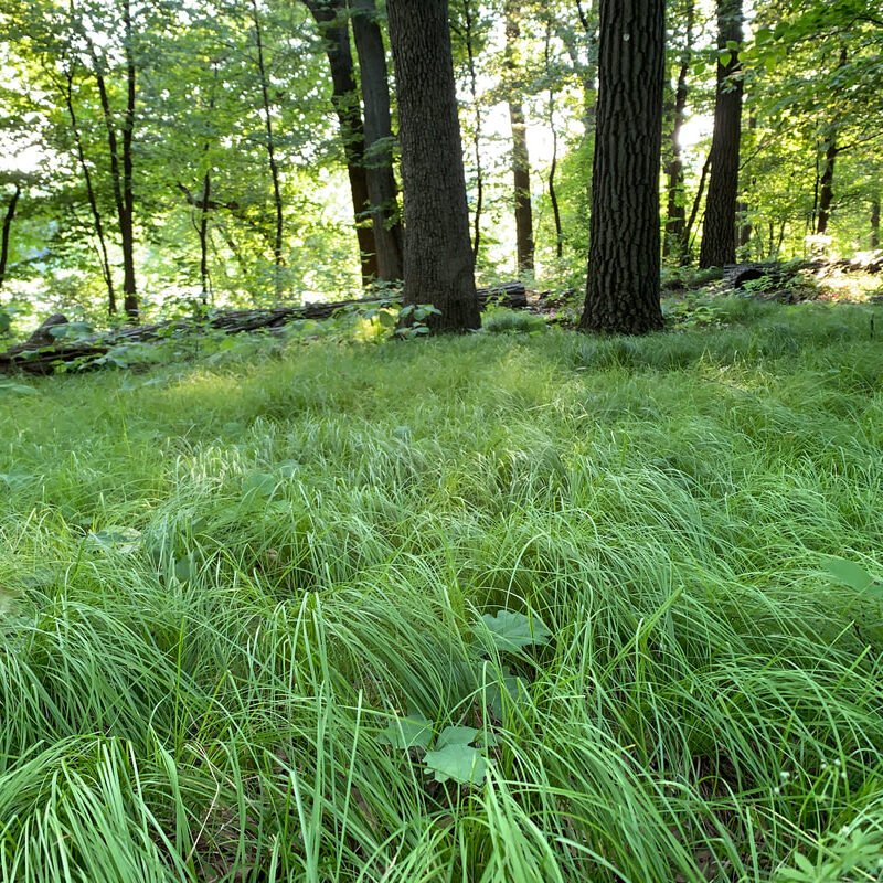 Photo from pollinatorsnativeplants.com. Includes Pennsylvania Sedge (Carex pensylvanica) under Oaks.