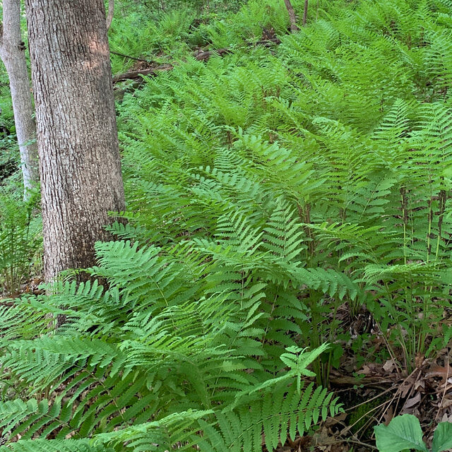 Interrupted Fern (Osmunda claytoniana)