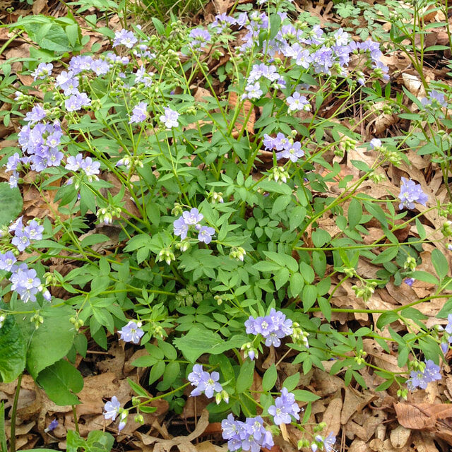 Jacob's Ladder (Polemonium reptans)
