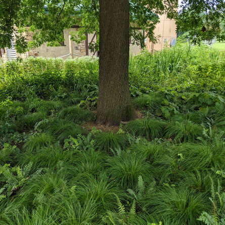 Photo from Lucy Dinsmore | West Grove, PA. 
Includes White-tinged Sedge (Carex albicans), Christmas fern (Polystichum acrostichoides), Mistflower (Eupatorium coelestinum) under an Oak.