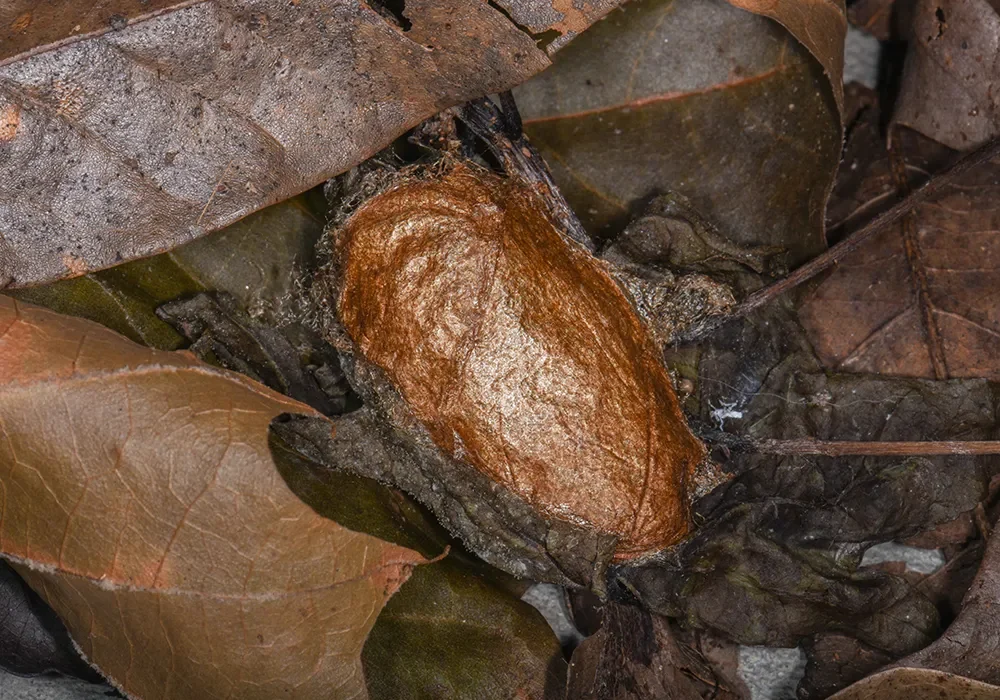 luna moth cocoon by Doug Tallamy
