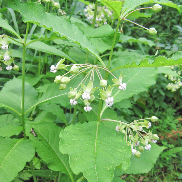 Poke Milkweed (Asclepias exaltata)