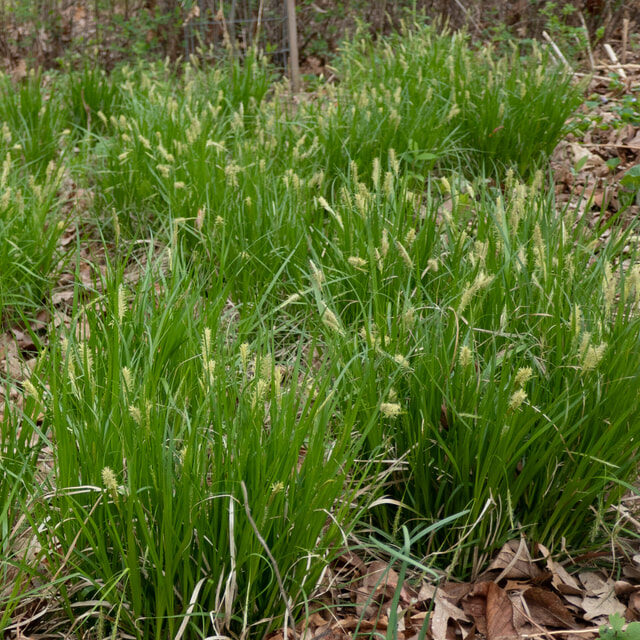 Sedges (Carex spp.)