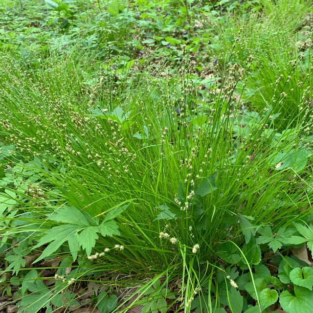Sedges (Carex spp.)