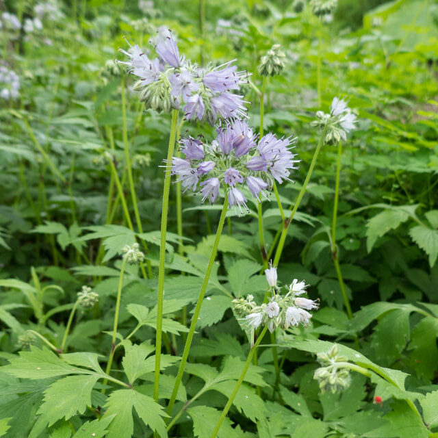 Virginia Waterleaf (Hydrophyllum virginianum)