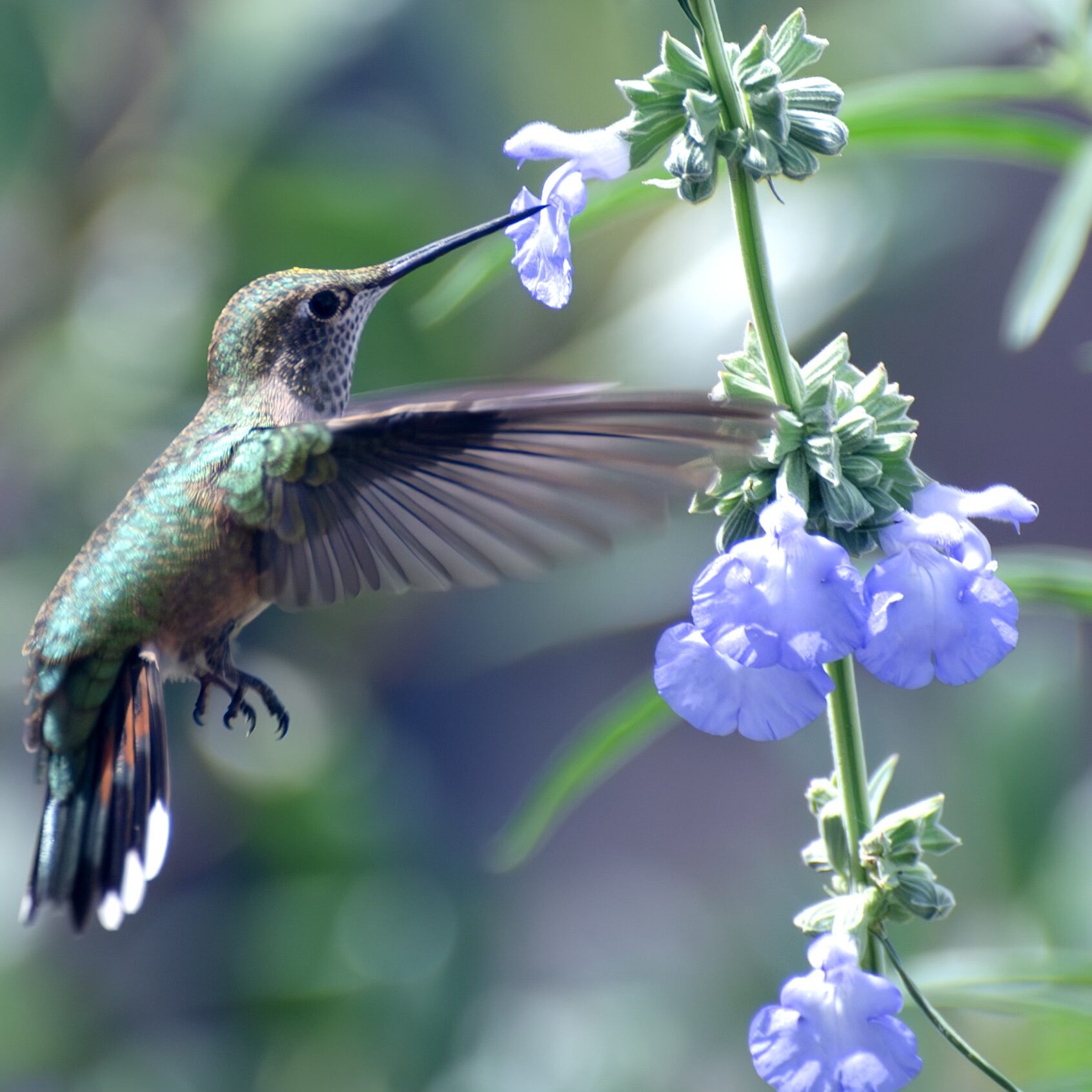 hummingbird and purple salvia flower